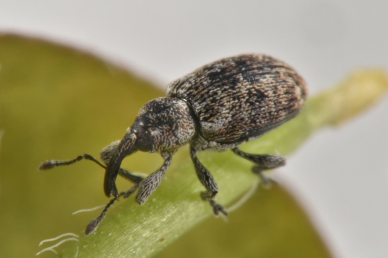 Curculionidae: Smicronyx sp.?  S, Smicronyx jungermanniae